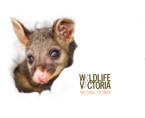 Proofreading: Thirty Years of Wildlife Victoria